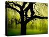 Green and Golden Landscape behind Tree-Jan Lakey-Stretched Canvas