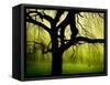 Green and Golden Landscape behind Tree-Jan Lakey-Framed Stretched Canvas