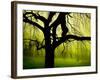 Green and Golden Landscape behind Tree-Jan Lakey-Framed Photographic Print