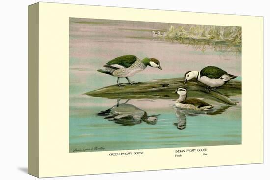 Green and Indian Pygmy Goose-Louis Agassiz Fuertes-Stretched Canvas