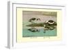 Green and Indian Pygmy Goose-Louis Agassiz Fuertes-Framed Art Print