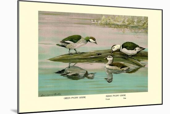 Green and Indian Pygmy Goose-Louis Agassiz Fuertes-Mounted Art Print