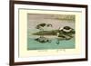 Green and Indian Pygmy Goose-Louis Agassiz Fuertes-Framed Premium Giclee Print