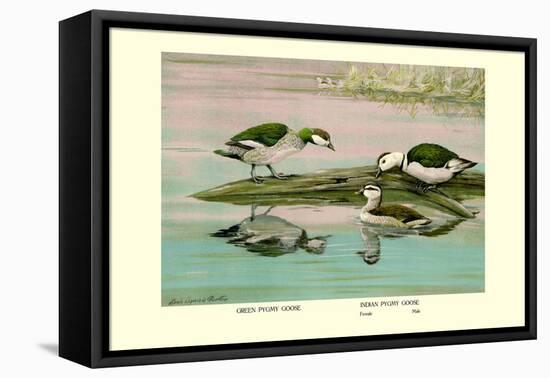 Green and Indian Pygmy Goose-Louis Agassiz Fuertes-Framed Stretched Canvas