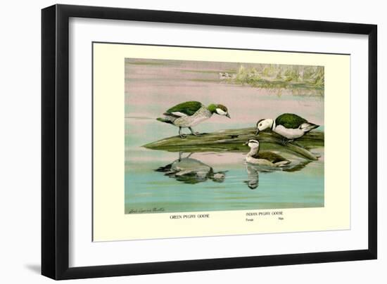 Green and Indian Pygmy Goose-Louis Agassiz Fuertes-Framed Premium Giclee Print