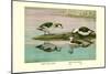 Green and Indian Pygmy Goose-Louis Agassiz Fuertes-Mounted Premium Giclee Print