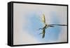 Green and Plumed Crested Basilisk-null-Framed Stretched Canvas