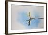 Green and Plumed Crested Basilisk-null-Framed Photographic Print