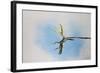 Green and Plumed Crested Basilisk-null-Framed Photographic Print