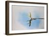 Green and Plumed Crested Basilisk-null-Framed Photographic Print