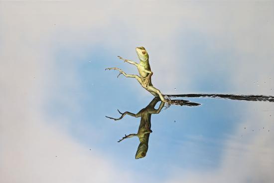 Photographic Print, , large