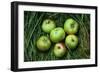 Green and Red Cooking Apples-Den Reader-Framed Premium Photographic Print