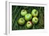 Green and Red Cooking Apples-Den Reader-Framed Premium Photographic Print