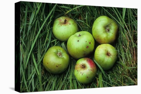 Green and Red Cooking Apples-Den Reader-Stretched Canvas