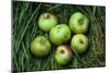 Green and Red Cooking Apples-Den Reader-Mounted Photographic Print