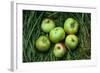 Green and Red Cooking Apples-Den Reader-Framed Photographic Print