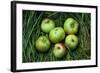 Green and Red Cooking Apples-Den Reader-Framed Photographic Print