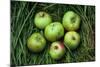 Green and Red Cooking Apples-Den Reader-Mounted Photographic Print