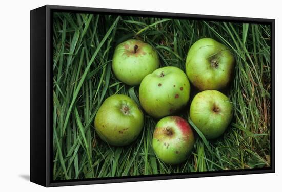 Green and Red Cooking Apples-Den Reader-Framed Stretched Canvas