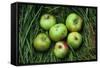 Green and Red Cooking Apples-Den Reader-Framed Stretched Canvas