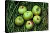 Green and Red Cooking Apples-Den Reader-Stretched Canvas