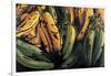 Green and Ripe Plantains, 2009-Pedro Diego Alvarado-Framed Giclee Print