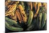 Green and Ripe Plantains, 2009-Pedro Diego Alvarado-Mounted Giclee Print