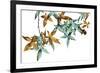 Green and Umber Leaves-Jackie Battenfield-Framed Giclee Print