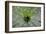 Green and White II-null-Framed Art Print