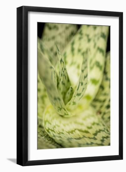 Green and White II-Erin Berzel-Framed Photographic Print