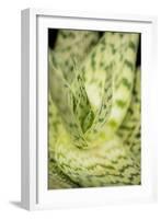 Green and White II-Erin Berzel-Framed Photographic Print