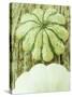 Green and White Striped Patty Pan Squash-Janne Peters-Stretched Canvas