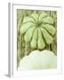 Green and White Striped Patty Pan Squash-Janne Peters-Framed Photographic Print