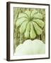 Green and White Striped Patty Pan Squash-Janne Peters-Framed Photographic Print