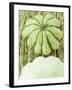 Green and White Striped Patty Pan Squash-Janne Peters-Framed Photographic Print