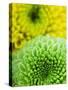 Green and yellow Chrysanthemums-Clive Nichols-Stretched Canvas