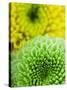 Green and yellow Chrysanthemums-Clive Nichols-Stretched Canvas