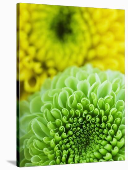 Green and yellow Chrysanthemums-Clive Nichols-Stretched Canvas