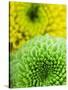 Green and yellow Chrysanthemums-Clive Nichols-Stretched Canvas