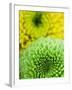 Green and yellow Chrysanthemums-Clive Nichols-Framed Premium Photographic Print
