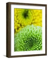 Green and yellow Chrysanthemums-Clive Nichols-Framed Photographic Print