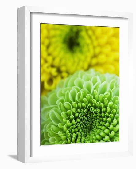 Green and yellow Chrysanthemums-Clive Nichols-Framed Photographic Print