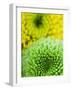 Green and yellow Chrysanthemums-Clive Nichols-Framed Photographic Print