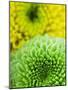 Green and yellow Chrysanthemums-Clive Nichols-Mounted Photographic Print