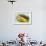 Green and Yellow Courgettes with Courgette Flowers-Eising Studio - Food Photo and Video-Framed Photographic Print displayed on a wall