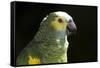 Green and Yellow Parrot-Lynn M^ Stone-Framed Stretched Canvas