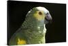 Green and Yellow Parrot-Lynn M^ Stone-Stretched Canvas