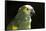 Green and Yellow Parrot-Lynn M^ Stone-Framed Stretched Canvas