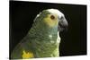 Green and Yellow Parrot-Lynn M^ Stone-Stretched Canvas