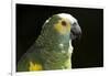 Green and Yellow Parrot-Lynn M^ Stone-Framed Photographic Print